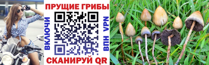 блэк спрут ONION  цены   Баксан  Псилоцибиновые грибы мицелий 